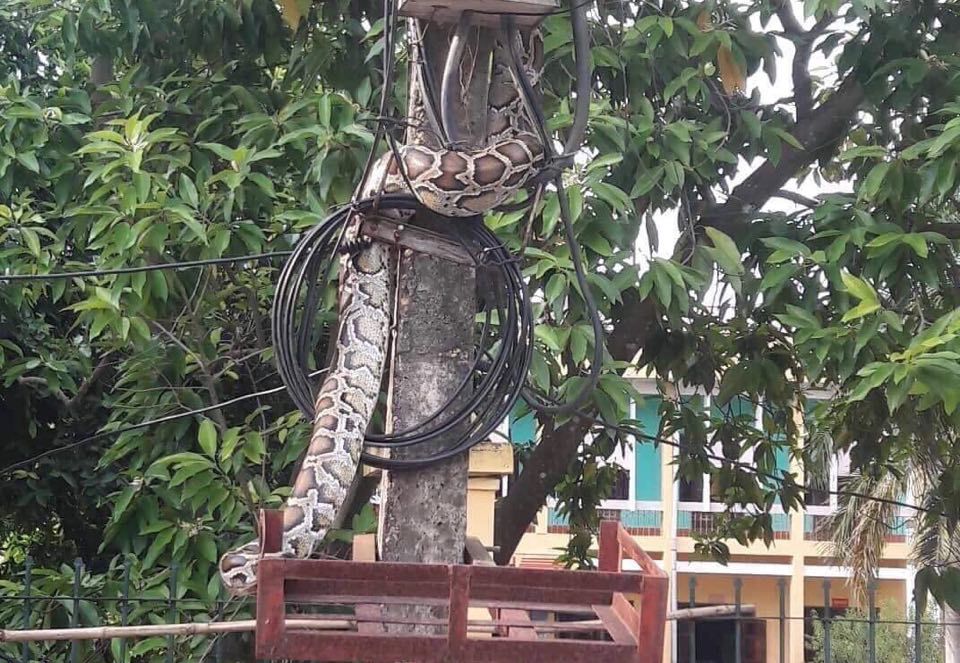 phu tho ta hoa vi tran khung vat veo tren cot dien dau xom